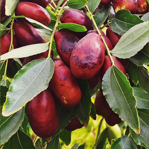 宁夏银川特产鲜枣灵武长枣红枣新鲜脆枣现摘现发孕妇水果新疆大果