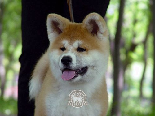 出售纯种高品质秋田犬,纯血统,带证书,疫苗本齐全,签协议