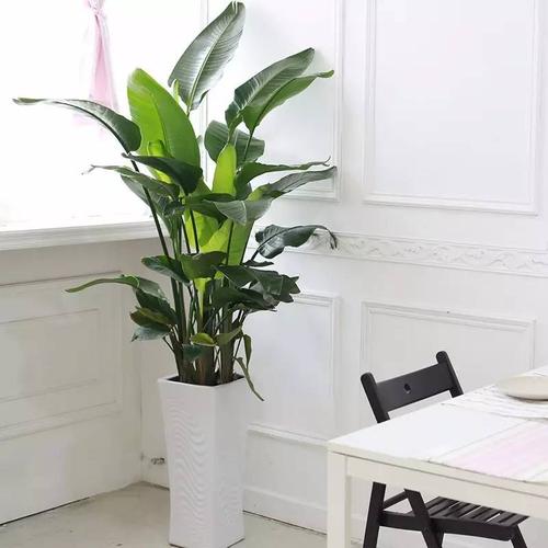 天堂鸟的叶子是比较大的,形状似芭蕉,层次丰富,具有浓浓的热带风情.