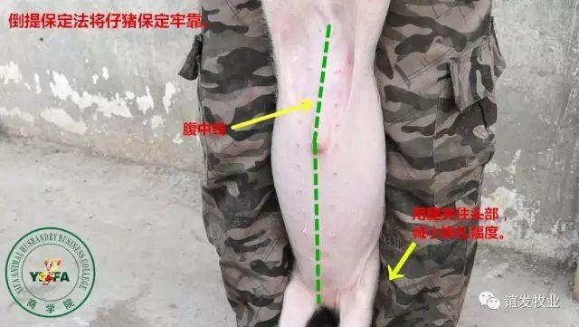 仔猪腹腔补液技术,拉稀脱水猪救命良招!