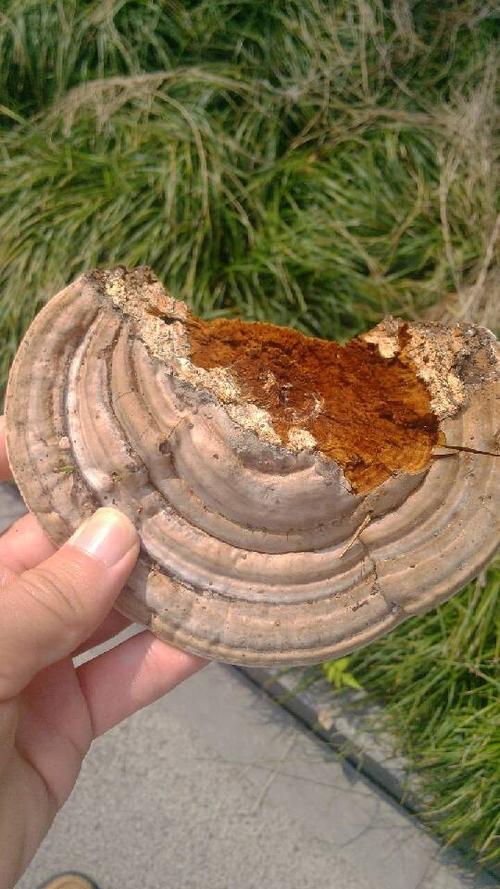 枯了的香樟树上长出了这个菌类,不知道是什么东西,有人说是灵芝,不