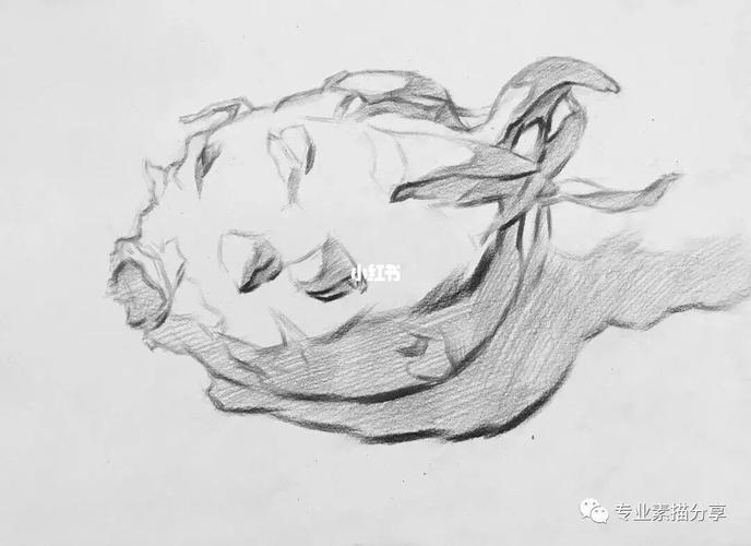 素描火龙果步骤_素描_火龙果_金牛区攻略_金牛座_文化