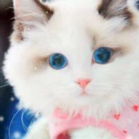呆萌美颜布偶猫头像_美丽无比的布偶猫