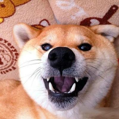 10对狗狗情头_情侣头像_我要个性网