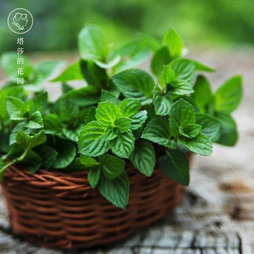 薄荷植物塔莎的花园盆栽猫薄荷巧克力柠檬薄荷观叶
