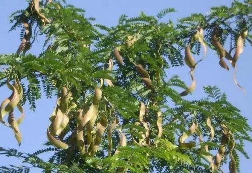其实皂荚,又称作皂角树,是我国特有的树种之一.