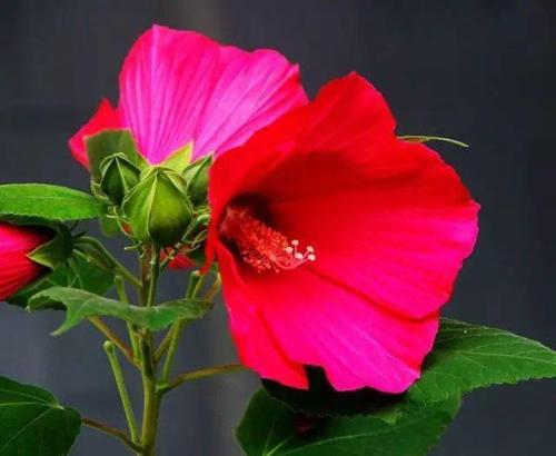 朱槿花为中国广西首府南宁市市花.