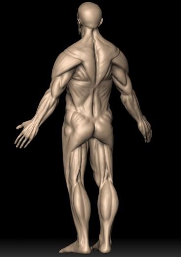 肌肉人体2
