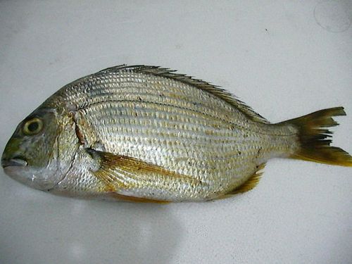 板头鱼是什么鱼