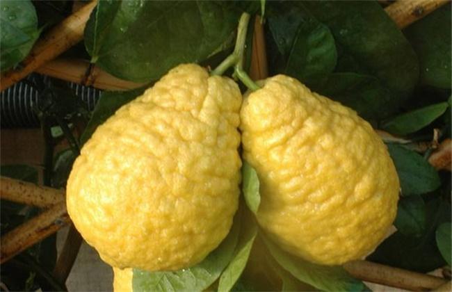 柠檬和香橼的区别