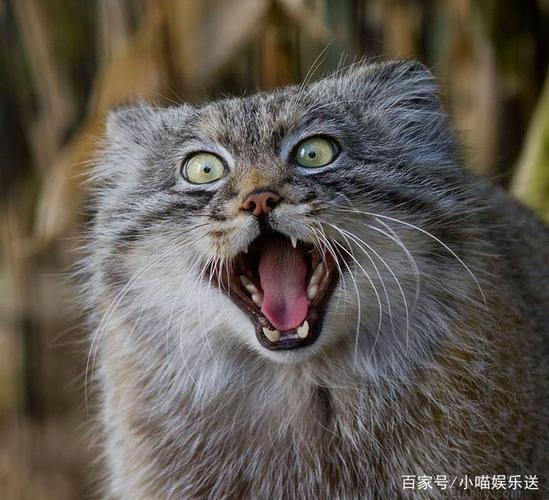 这种猫表情丰富到让你尖叫!全身都是戏,一板一眼皆惊喜!