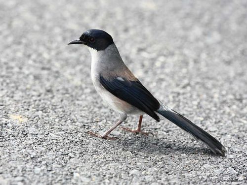 黑头奇鹛 - 重庆版 chongqing鸟网