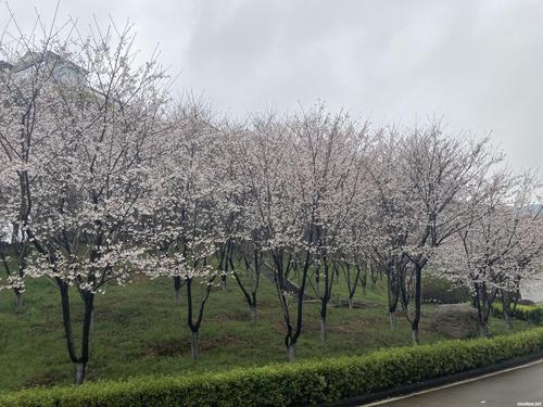 组图武昌理工学院千株樱花进入盛花期