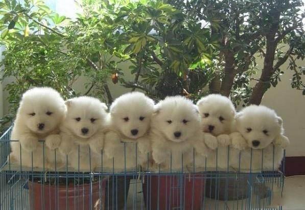 追答 萨摩耶小时候长这样.