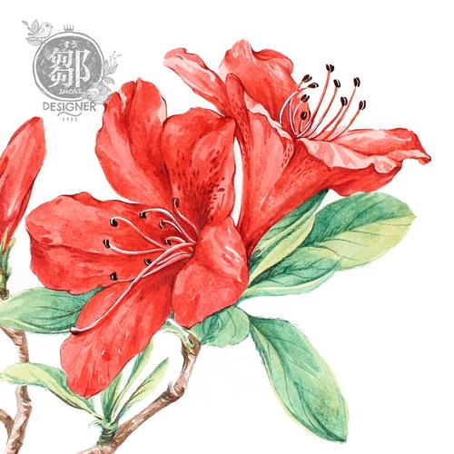 杜鹃花系列——映山红