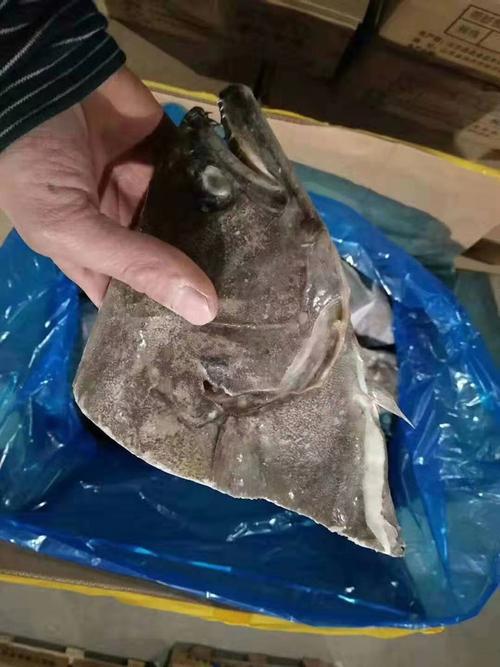 鲽鱼头比目鱼头鸦片鱼头俄罗斯深海大鲽鱼头碟鱼头新鲜蝶冷冻