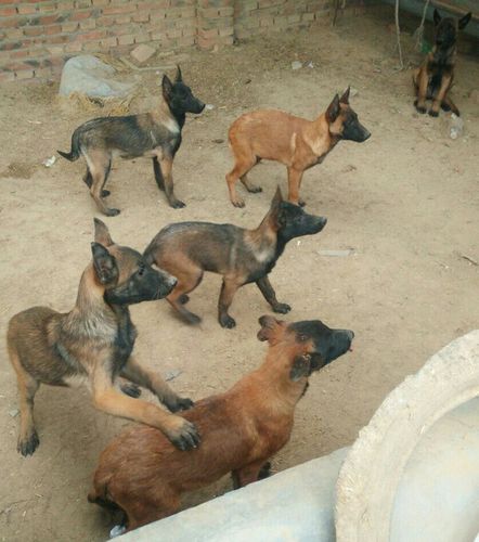 1900226889本场常年出售马犬,比特,杜高,卡斯罗,拉布拉多,灵缇犬,惠