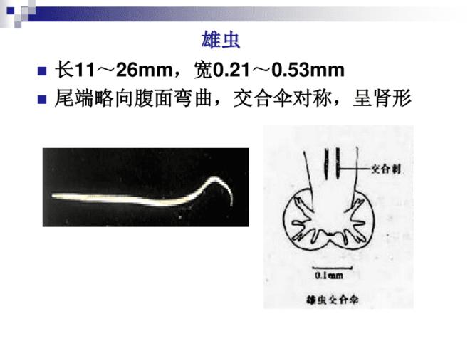 临床寄生虫检验本科第五章神经系统寄生虫广州管圆线虫 ppt