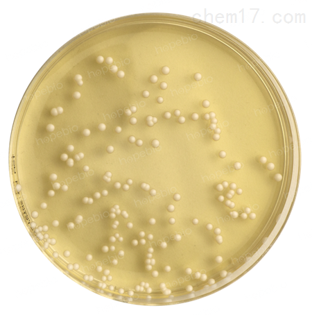 化工仪器网 技术中心 行业标准 正文 白色念珠菌又叫白色假丝酵母菌