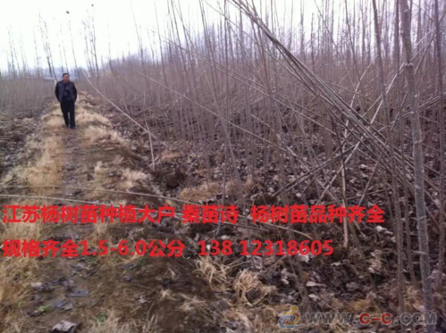 山东杨树苗基地在哪