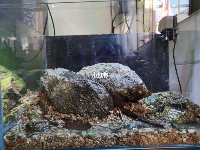 溪流缸 造景_溪流_鱼缸_家居家装_家居装饰