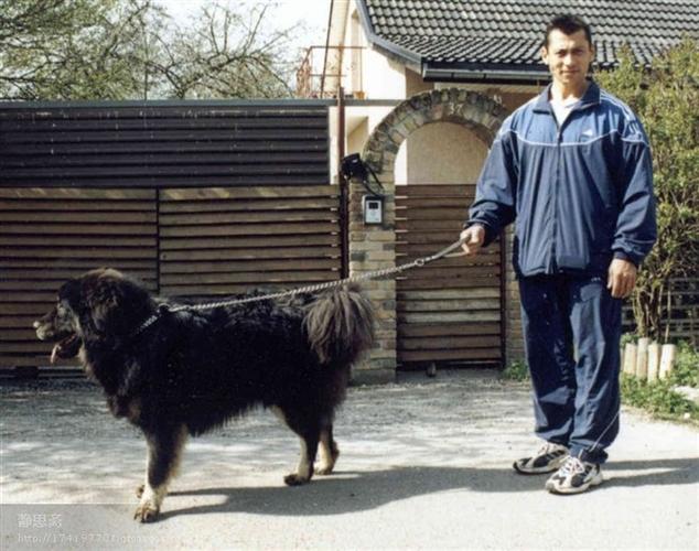老外养的藏獒(组图)