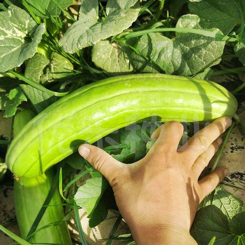 青皮脆瓜中华菜瓜种子绿皮白瓤甜四季早熟水果家庭园艺种子