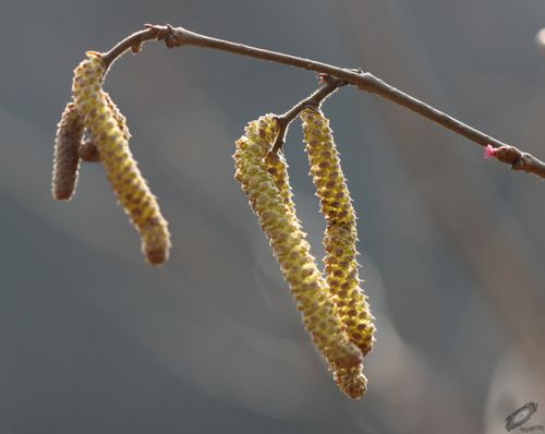 榛子花,细小的美丽