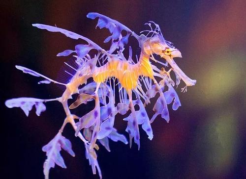 自然界里的高颜值动物——第二弹