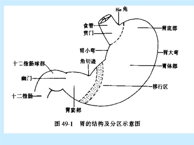 胃十二指肠疾病--精美讲解.ppt