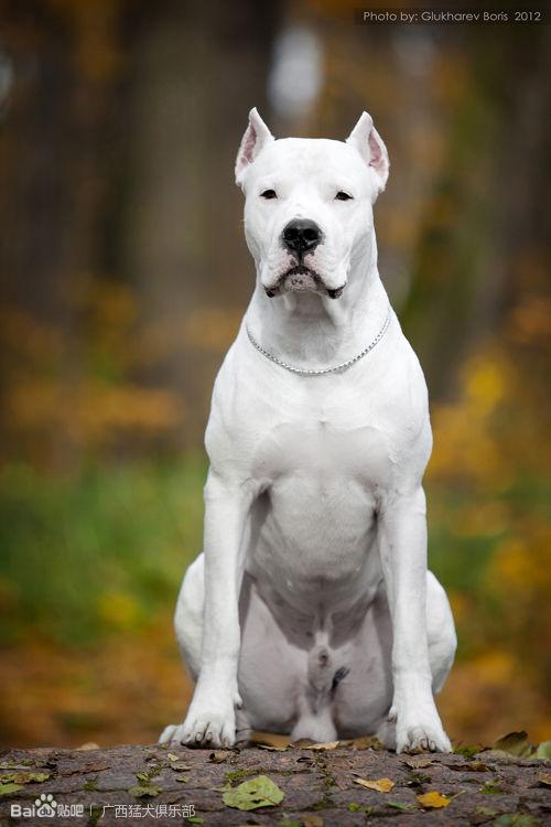 【杜高百张精美图片.保证你看了你会更加喜欢杜高】照片不断更新.