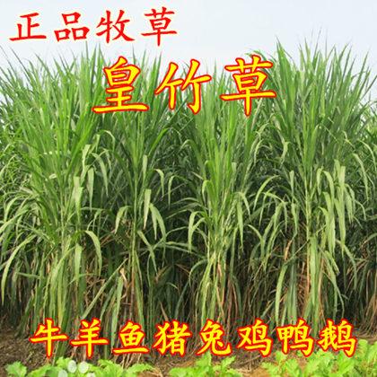 黄竹草牧草种子 皇竹草种子 新型黄竹草种子 高产量 包发芽率