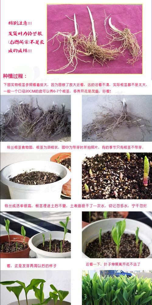 御卉阁盆栽浓香小型种根铃兰花苗盆栽阳台室内芳香花卉当年开花带芽