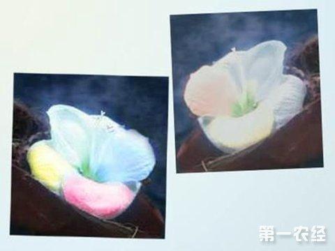 依米花资料介绍