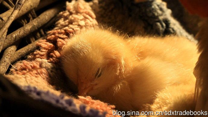 小鸡草莓在妈妈面前睡着了.