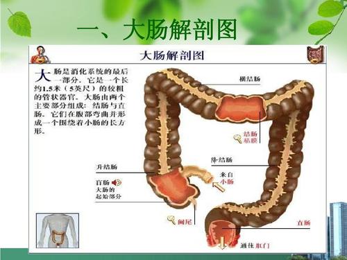 下消化道常见疾病诊断