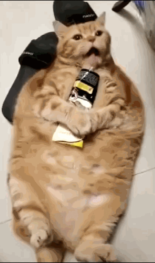 还有一个特别胖的俚语,不过注意啊,养橘猫可以,养橘猪不行