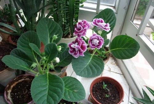 大岩桐怎么修剪,大岩桐的修剪方法/花前摘心花谢后剪花径