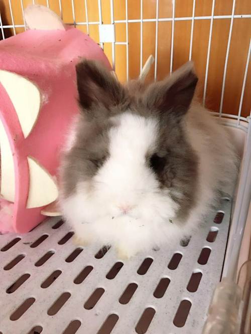 盖脸毛毛兔,转让价格八百