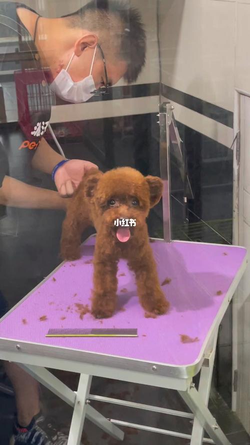 飞耳的泰迪_泰迪狗耳臭怎么办_泰迪耳朵小耳位高