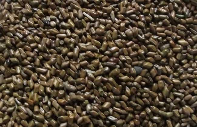 决明子的功效与作用及食用方法(2)