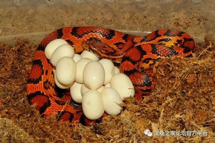 产卵区的布置宜使用湿度适中的苔藓铺设,产卵后应及时将卵转移至孵化