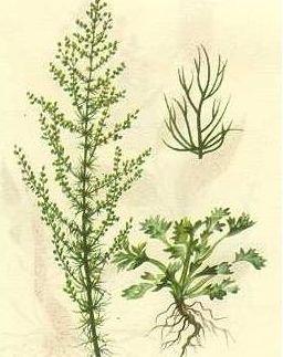 每日一中药茵陈