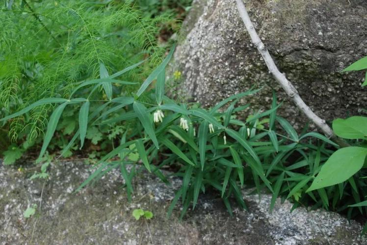 药用植物图鉴线下活动——坡峰岭寻百草