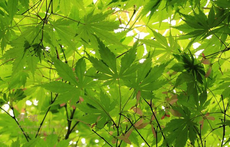 充满朝气与活力的绿色枫叶高清原图查看 (1/9)