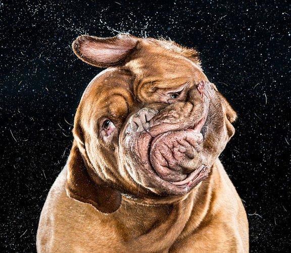 狗狗摇头慢镜头