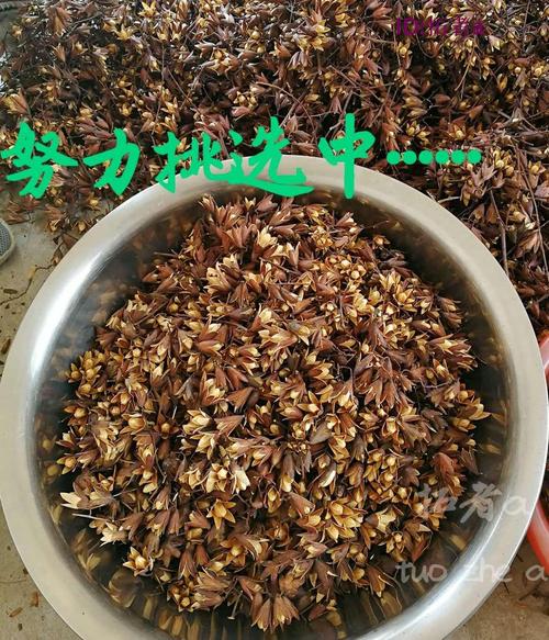 沂蒙山野生中药材香菱子/椿树子/香椿果/香椿果实 香椿籽特价包邮