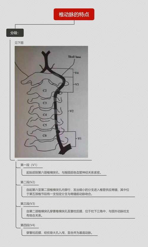 脑血管解剖思维导图第二弹,来了!满满的都是干货!