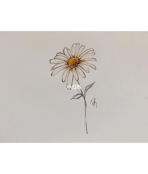 小小雏菊纹身图案