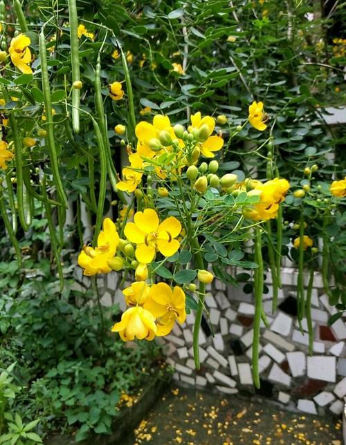 植物百科双荚决明